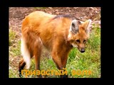 Самые редкие животные планеты - Развивающее видео для детей - Rare animal planet