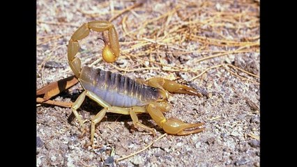 Скорпионы ( Scorpiones ) [ Это интересно ] Животные Африки