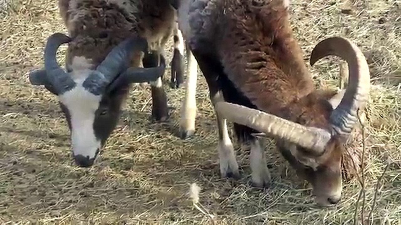 Семья диких козлов. Прикольный дикий козёл и смешная коза
