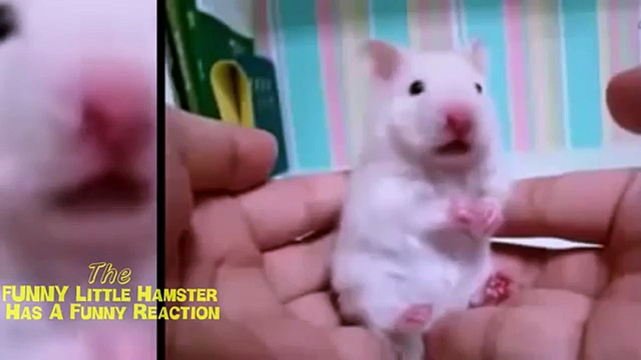 Смешное удивление. Прикол с хомячком