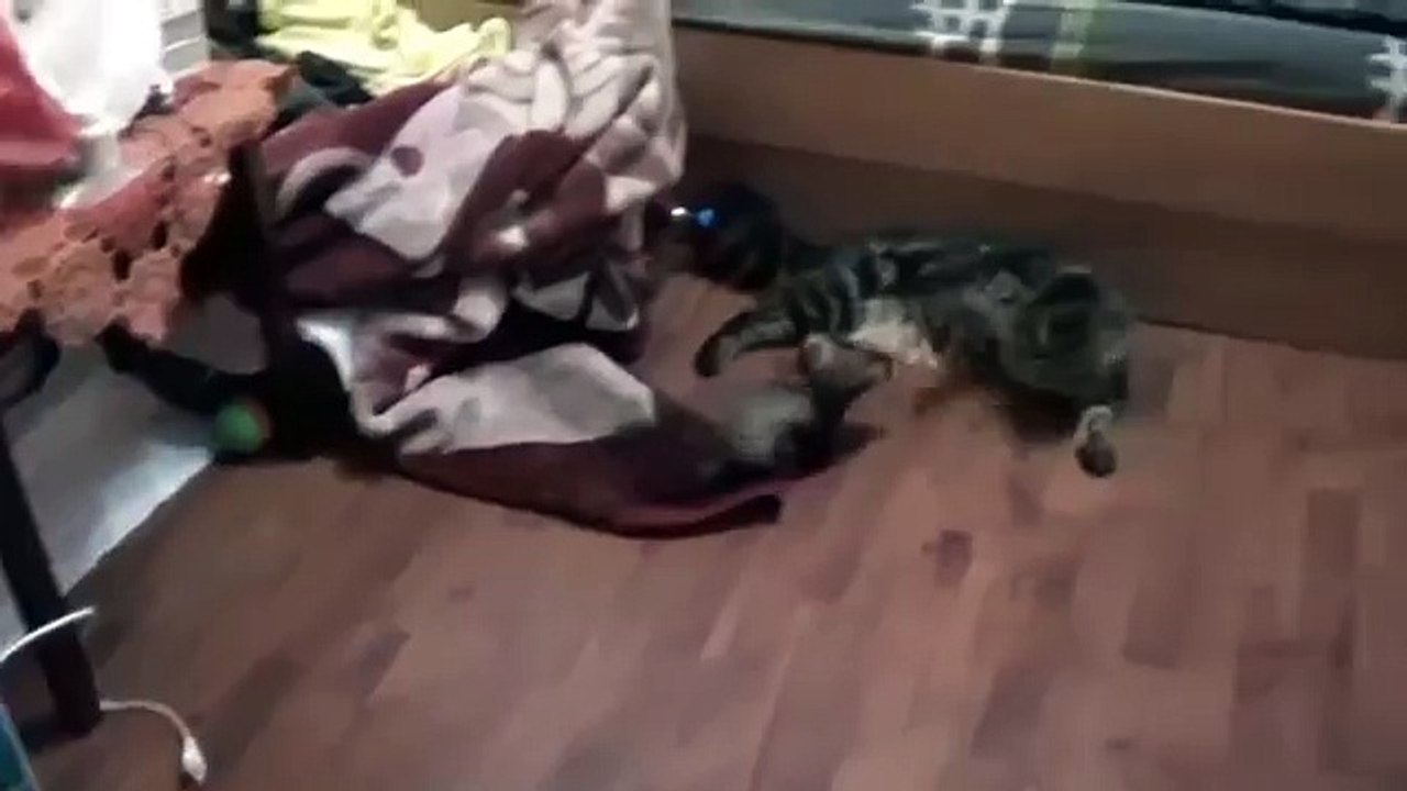 Смешной хорек любит мейн куна. Хорёк дружит с котом мейн куном