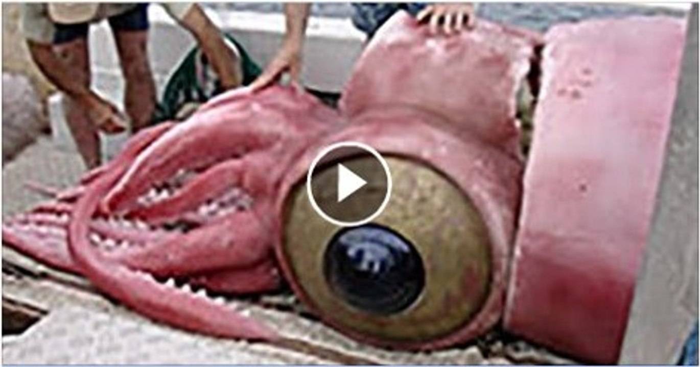 WOW Largest Animals Ever (1)
