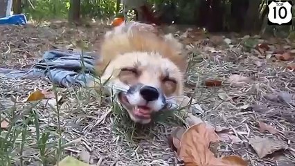 Счастливая рыжая плутовка. Смешная ручная лиса