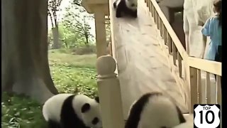 Панды тоже любят развлекаться. Прикольные панды катаются на горках