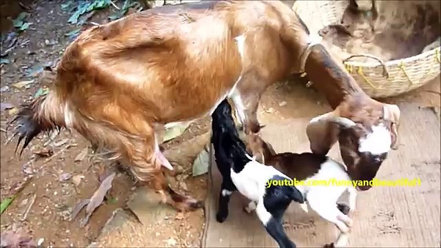 Первое кормление. Два смешных козлёнка первый раз на кормлении