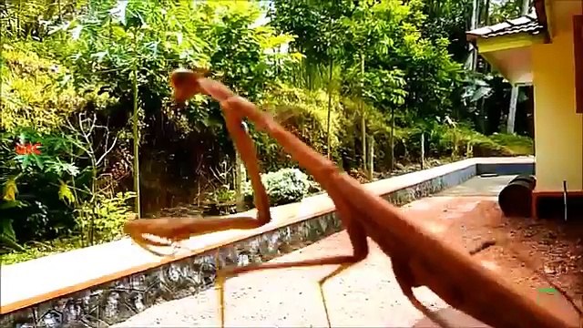 Привет от богомола. Смешной богомол помахал рукой