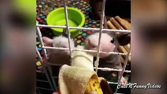 Про морских свинок. Прикольные морские свинки