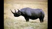 Чёрный носорог ( Diceros bicornis ) [ Это интересно ] Животные Африки