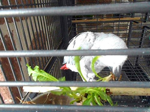 ma Bambou gris du gabon mange les pissenlits et ses racines