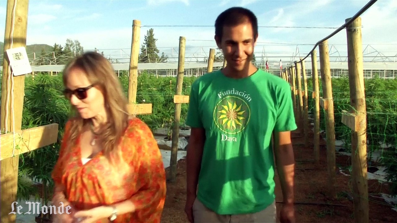 Visite du plus grand champ de cannabis d'Amérique latine