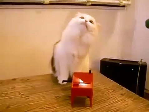 Jean-Michel Jarre's cat is a talented musician!