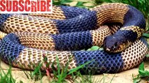Facts About Snakes / #Interesting #Facts/ Did You Know ? (Funny Videos 720p)