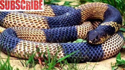 Facts About Snakes / #Interesting #Facts/ Did You Know ? (Funny Videos 720p)
