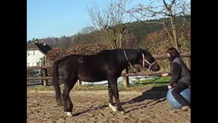 Hamiro beim Clickertraining "Fußball"