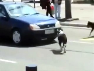 Не сигналь собаке