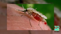 How self-destructing mosquitoes may be used to stop the Zika virus