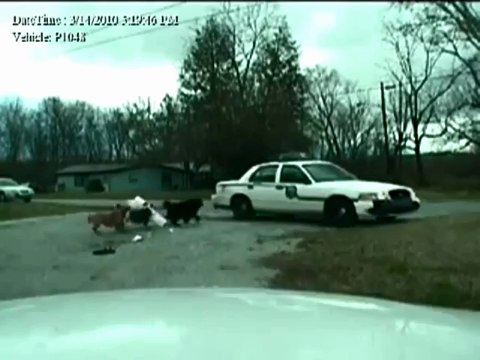 Полицейская машина не выдержала нападения злых собак!