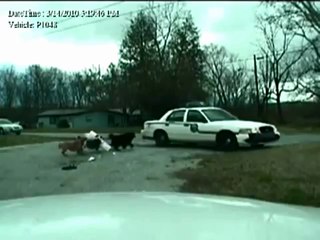 Полицейская машина не выдержала нападения злых собак!