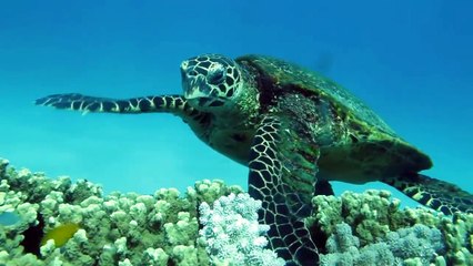 18. SV Delos Explores Cairns (Part 2)