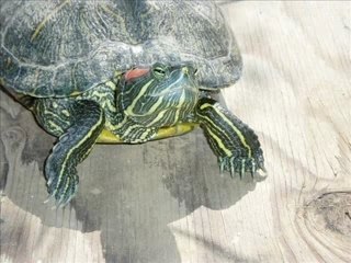 Queene the Slider