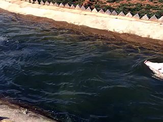 Amazing pigs swimming contest