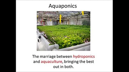Easy diy aquaponics Honest & Real Review | What is Easy diy aquaponics
