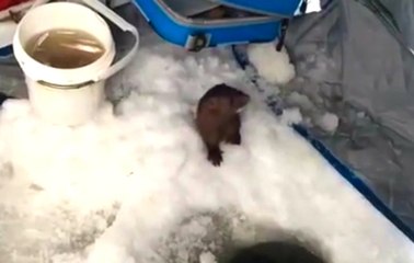 Weasel Steals Ice Fisherman's Catch