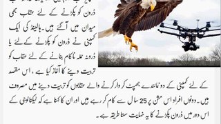 Drone Caught By Eagle Trained Eagle Caught And Stop Drone Technology Successfully