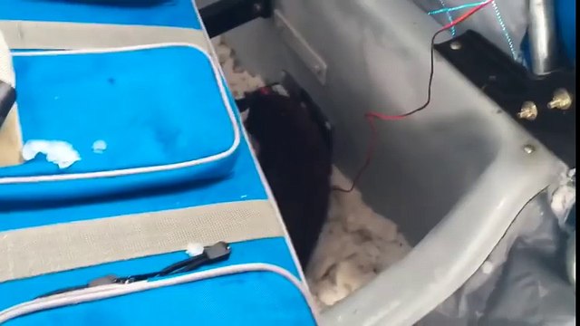 Un vison s'incruste dans une cabane de pecheur pour voler du poisson