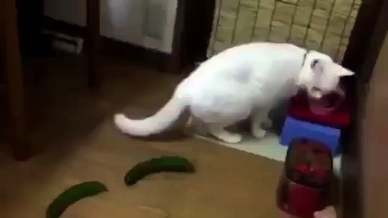 Cat Jumps