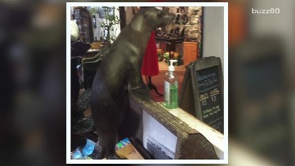 Sea lion goes shopping in California gift store