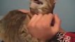 This Cat goes hilariously crazy after love and Cuddles he gets!