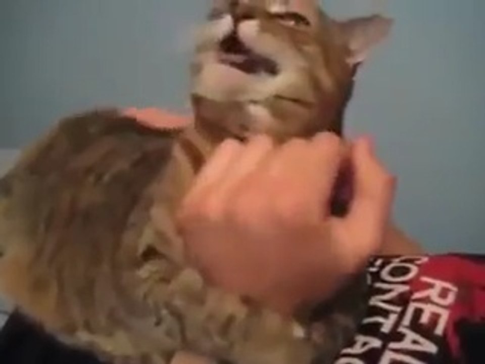 This Cat goes hilariously crazy after love and Cuddles he gets!