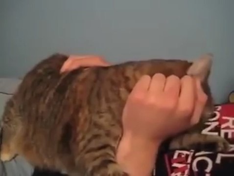 Ce chat devient fou alors que son maitre lui fait des calins!