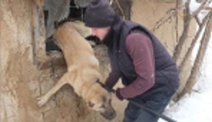 Parmaklıklara sıkışan köpek kurtarıldı