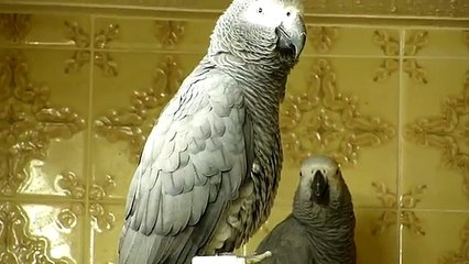 African Grey parrots bedtime noises!