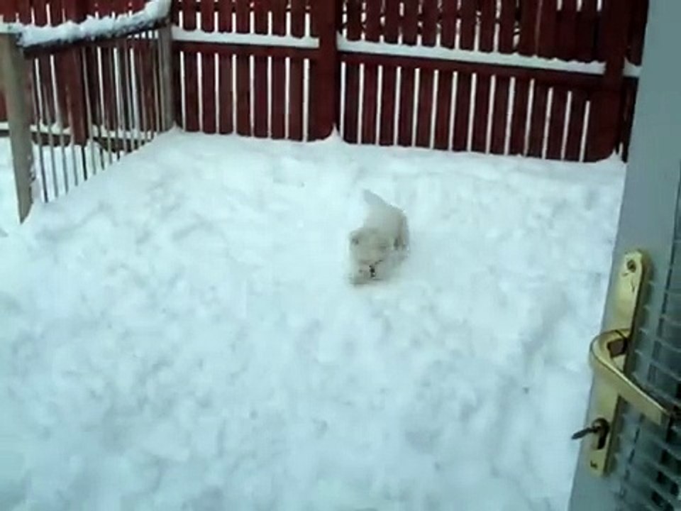 Shamish the bichon frise in the snow