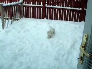 Shamish the bichon frise in the snow