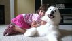 Dogs 101- Samoyed