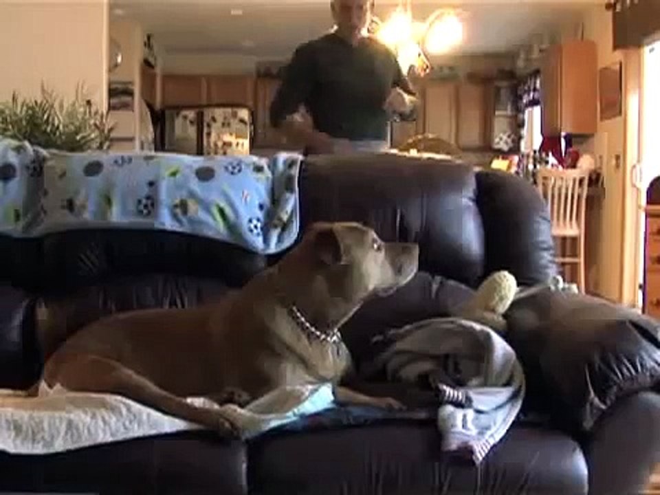 It Looks Like Any Other Man Walking His Dog, But Then You Get A Closer Look…