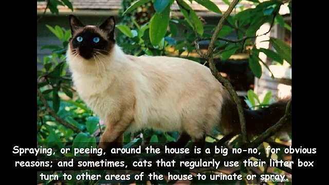 Cat Spraying No More For Dummies | Amazing | Does Cat Spraying No More Actually Work