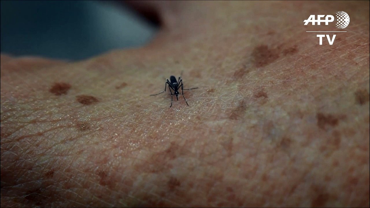 Zika-Infektionen nach Sex