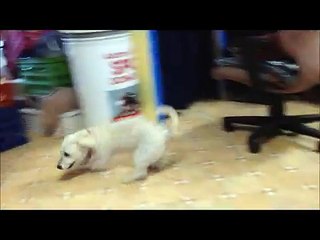 Meet Addison a Bichon Frise currently available for adoption at Petango.com! 7/30/2014 12:25:31 PM