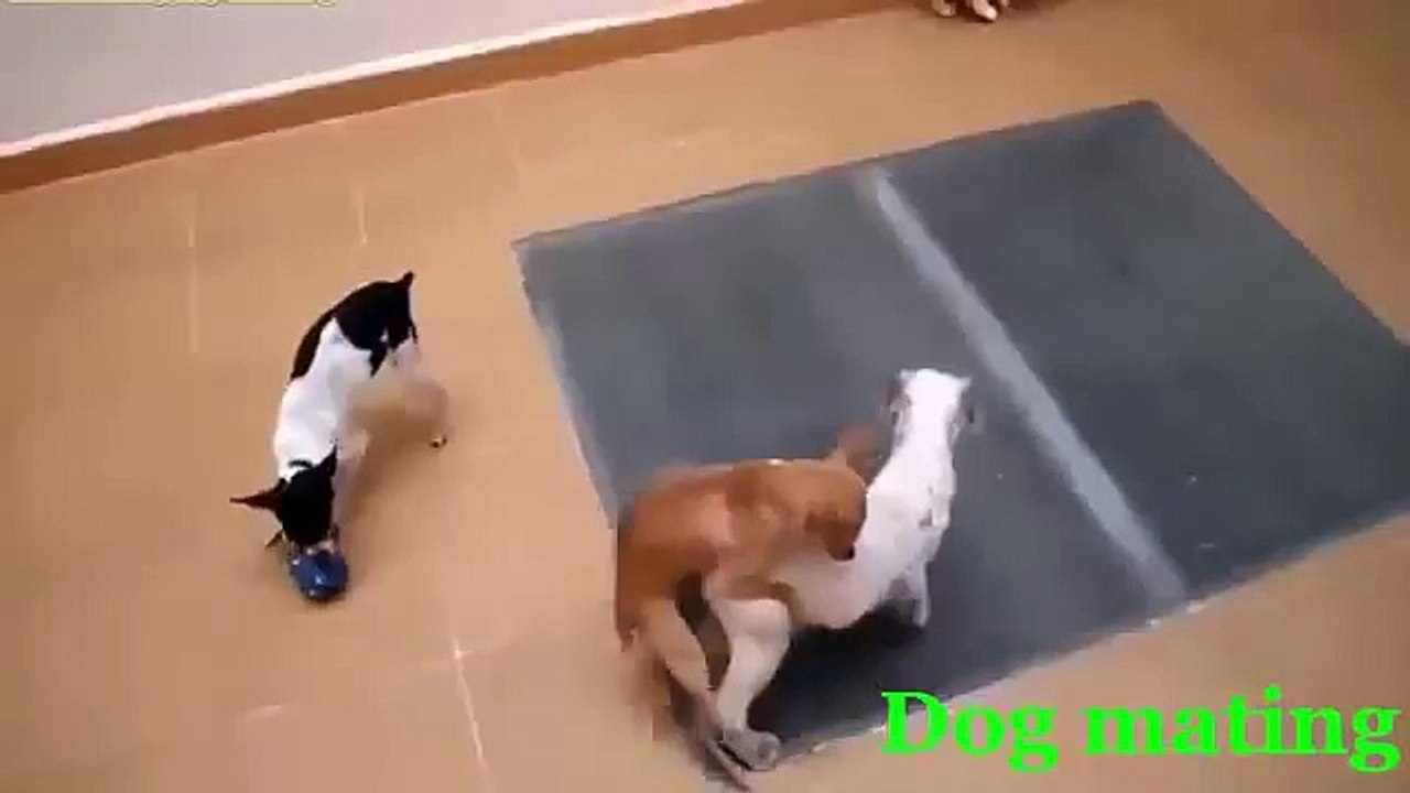 Funny Animals 2016  New  Funny Dog Mating with Human Best Funny Video Animals Mating 2016 (FULL HD)