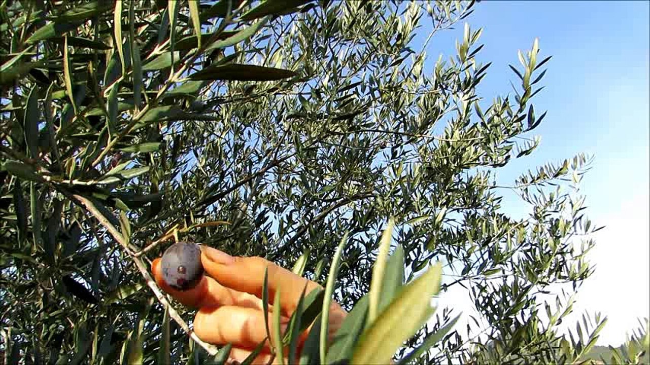 Olives for free