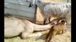 Camel Drinking Goat's Milk-Amazing-Top Funny Videos-Top Funny Pranks-Funny Fails