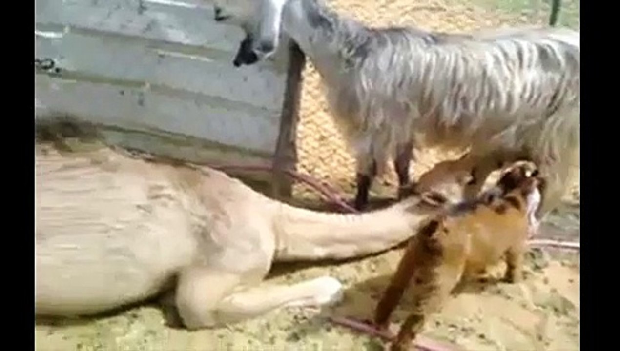 Camel Drinking Goat's Milk-Amazing-Top Funny Videos-Top Funny Pranks-Funny Fails