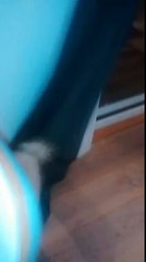 Cute Bichon Frise playing in curtains