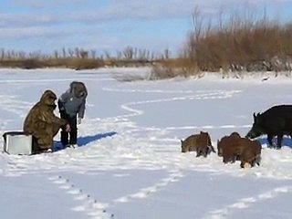 Avlanmaya Çıkan Anne Yaban Domuzu ile Yavruları