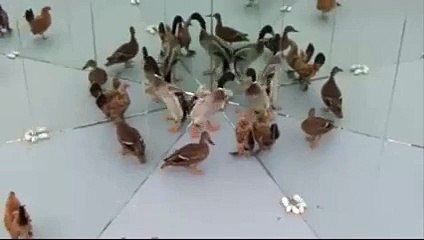 Ayna Kaplı Odaya Hayvanlar Konulursa..